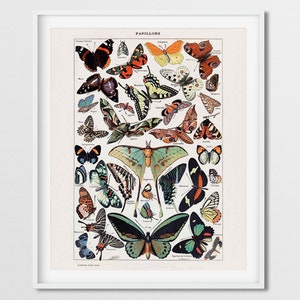 Butterfly Art, Adolphe Millot Butterfly, Butterfly Poster, Butterfly Print