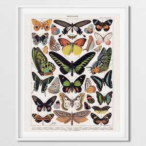 Butterfly Art, Adolphe Millot Butterfly, Butterfly Poster, Butterfly Print