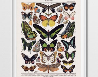 May include: Vintage illustration of a collection of butterflies with their scientific names and numbers. The butterflies are depicted in various colors, including green, blue, yellow, orange, red, and black. The illustration is titled "Papillons" and is printed on a white background.