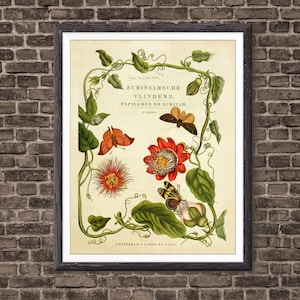 Butterfly Art, Adolphe Millot Butterfly, Butterfly Poster, Butterfly Print