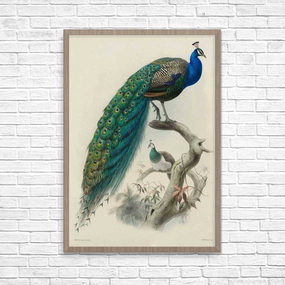 Vintage Peacock Illustration, Antique Bird Wall Art Poster - Etsy