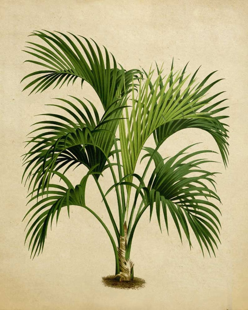 Botanical Print Palm Tree Botanical Wall Art Print Set of 3 Etsy