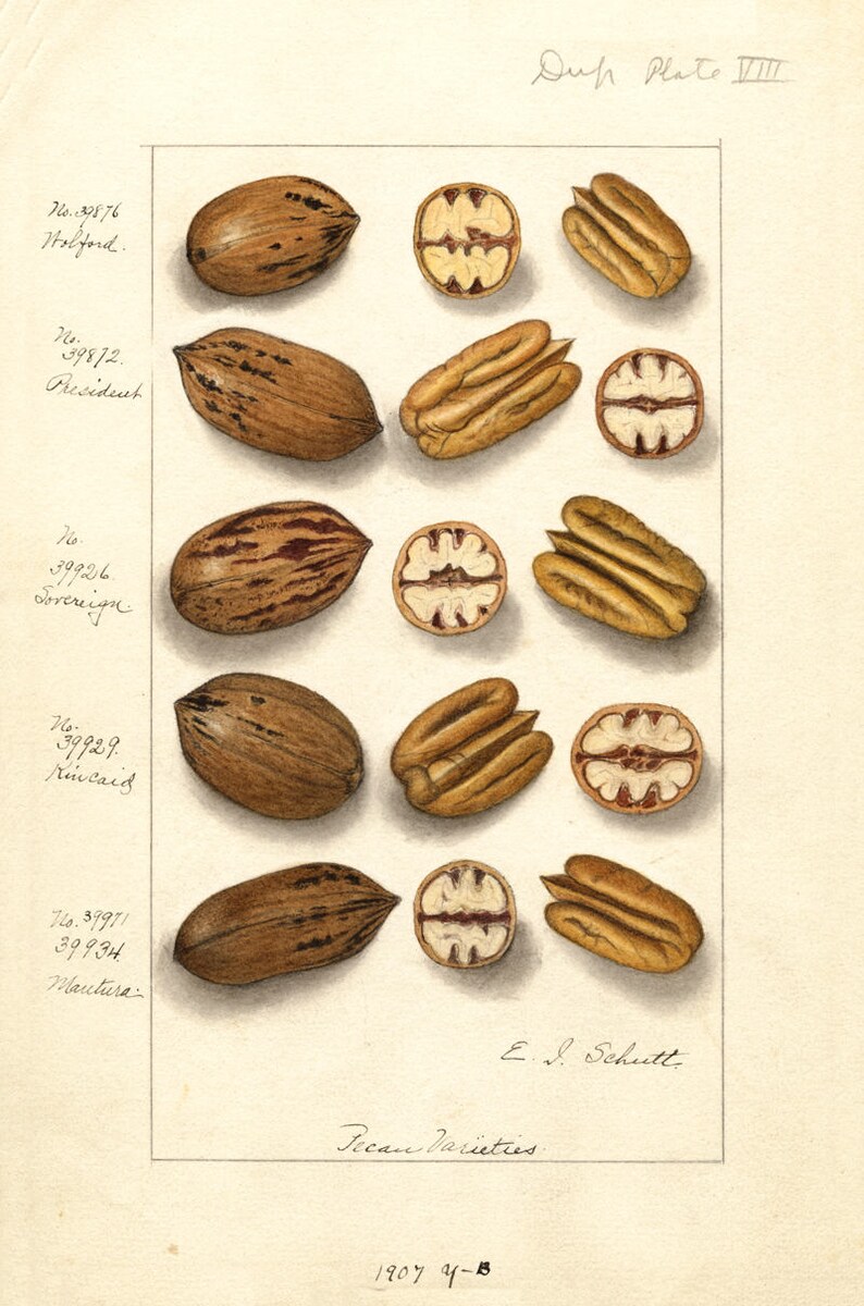 Watercolor Art Pecans Pecan Art Pecan Nuts Kitchen Poster Etsy