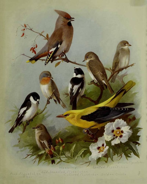 Vintage Birds, Vintage Bird Art, Bird Art, Vintage Bird