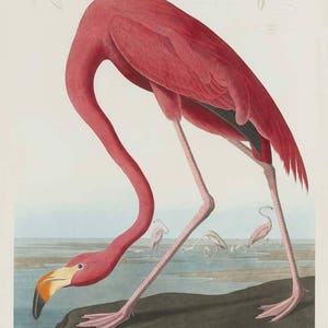 May include: A vintage illustration of a pink American Flamingo standing on a rock with its head bent down to the water. The illustration is from John James Audubon's "Birds of America" and includes text describing the bird's characteristics.