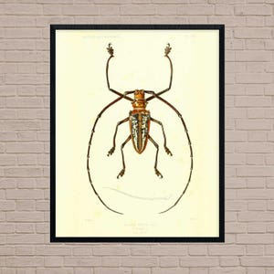 Bettle Print, Insekten Kunstdruck, Insekten Kunstdruck, Käfer Kunstdruck, Insekten Illustration, Insekt Kunstdruck, Käfer Wandkunst