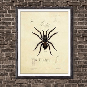 May include: A vintage illustration of a black tarantula spider with detailed anatomical drawings of its legs and fangs. The illustration is titled "Hom&oelig;omma Strigil 2, 5."
