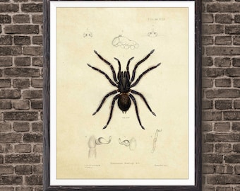 Nature Print Spider Art, Vintage Print, Insect Print, Spider Wall Art, Spider Print, Wall Art Decor, Insect Print, Vintage Art, Spider Web