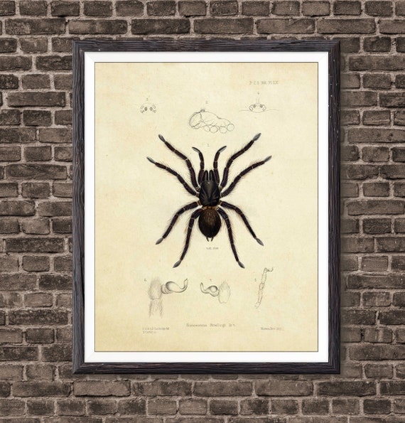 Nature Print Spider Art, Vintage Print, Insect Print, Spider Wall Art, Spider Print, Wall Art Decor, Insect Print, Vintage Art, Spider Web