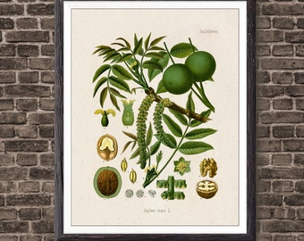 Botanical Prints Walnut Art, Vintage Botanical Home Decor, Walnut Poster, Kitchen Poster, Kitchen Illustration 1887, Giclee Print