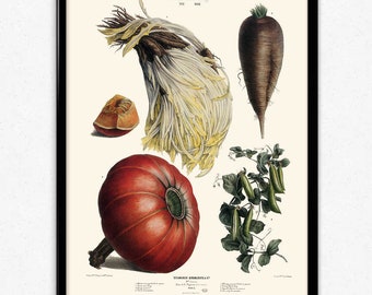 Vegetables Illustration Vintage Print 3 - Vegetables Poster - Vegetables Art - Kitchen Decor - Kitchen Art - Botanical - Vilmorin (VP1087)