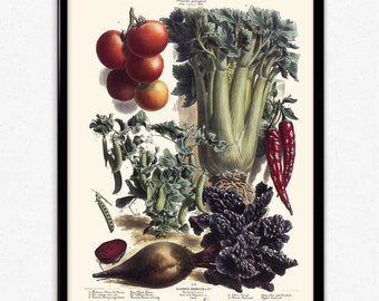Vegetables Illustration Vintage Print 7 - Vegetables Poster - Vegetables Art - Kitchen Decor - Kitchen Art - Botanical - Vilmorin (VP1095)