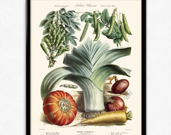 5 affiches vintage de Légumes - Poster Légumes - Art de légumes - Décoration de cuisine - Art de cuisine - Botanique - Vilmorin (VP1089)