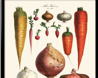 Vegetables Illustration Vintage Print 8 - Kitchen Decor - Kitchen Art - Carrot Picture - Vegetables Art - Botanical - Vilmorin (VP1102)