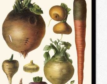 Vegetables Illustration Vintage Print 10 - Vegetables Poster - Vegetables Art - Kitchen Decor - Kitchen Art - Botanical Science - VP1105