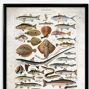 Fresh and Saltwater Fish Vintage Print 6 - Sharks Fish Poster - Sharks Fish Art - Home Decor - Office Art - Office Decor - Larousse VP1159