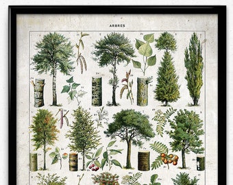 8 x 10 in Daybreak VP1092UK Illustration des Arbres Vintage Print 3 Coton