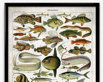 Saltwater Fish Vintage Print 1 - Saltwater Fish Poster - Saltwater Fish Art - Home Decor - Home Art - Office Art - Office Decor VP1155