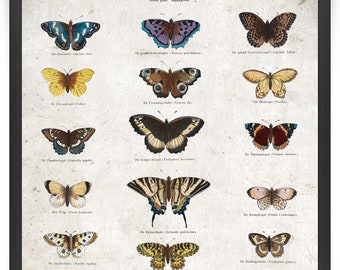 Colorful Butterflies Vintage Print 29 - Butterflies Poster - Butterfly Art - Butterfly Print - Home Decor - Home Art - Kitchen Art VP1315