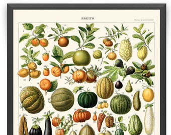 Fruit Illustration Vintage Print 1 - Fruit Poster - Fruit Art - Kitchen Decor - Kitchen Art - Home Decor - Botanical Science - Larousse