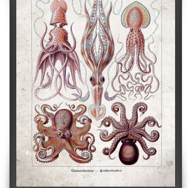 Haeckel Octopus Vintage Print 5 - Octopus Artwork - Beach Decor - Ocean Decor - Marine Decoration - Fish Print - Ernst Haeckel - VP1285