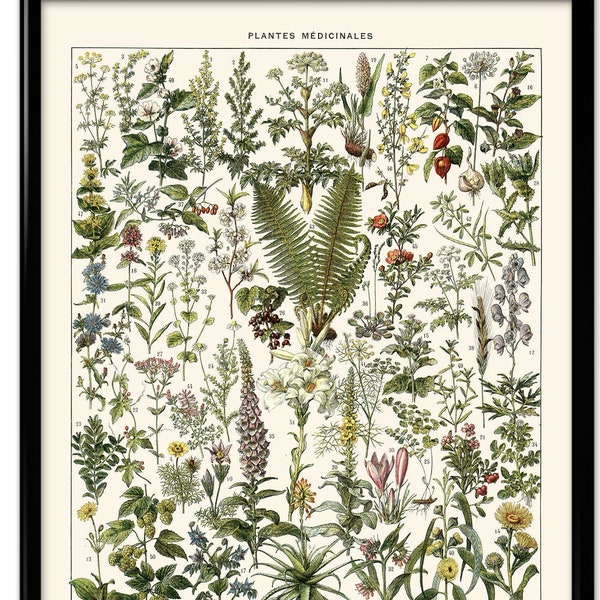 Medicinal Plants Illustration Vintage Print 3 - Medical Herbs Poster Art Kitchen Decor Botanical Print Doctor Science Larousse VP1230