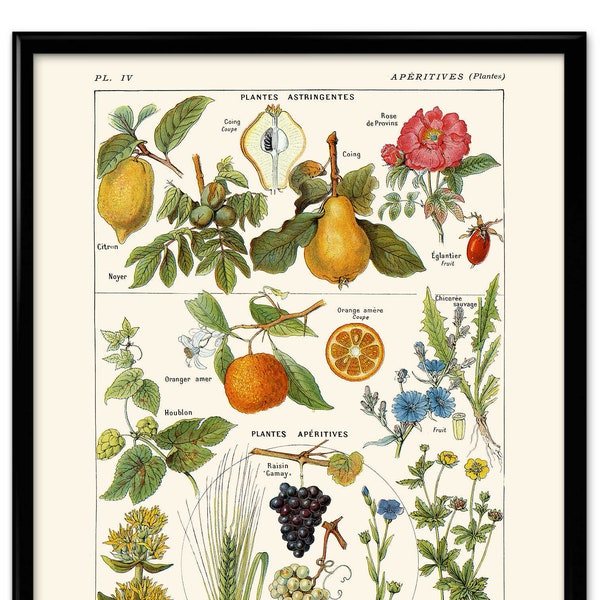 Medicinal Plants Illustration Vintage Print 1 - Medical Herbs Poster Art Kitchen Decor Botanical Print Botanical Science Larousse VP1202