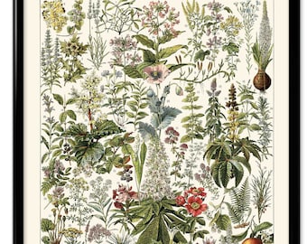Medicinal Plants Illustration Vintage Print 2 - Medical Herbs Poster Art Kitchen Decor Botanical Print Doctor Science Larousse VP1205