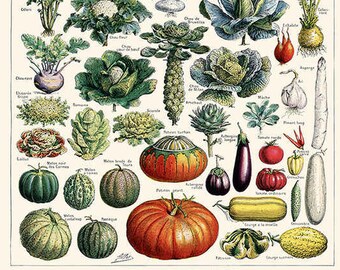 Vegetables Illustration Vintage Print 2 - Vegetables Poster - Vegetables Art - Kitchen Decor - Kitchen Art - Botanical Science - Larousse