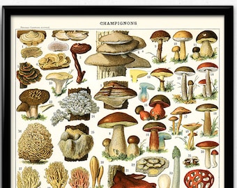 Mushroom Illustration Vintage Print 2 - Mushroom Poster - Mushroom Art - Home Decor - Home Art - Kitchen Art - Botanical - Larousse (VP1016)