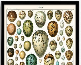 Egg Vintage Print - Bird Egg Poster - Egg Art - Home Decor - Home Art - Kitchen Art - Larousse - Bird Picture - Bird Poster - VP1161