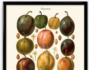 Plums Fruit Vintage Print - Plums Poster - Plums Art - Plum Picture - Fruit Print - Fruit Poster - Fruit Art - Fruit Picture - Kitchen Decor