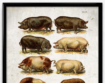 Pigs and Hogs Breeds Vintage Print 1 - Pig Poster - Pig Art - Pig Picture - Pig Illustration - Kitchen Decor - Kitchen Art - Home (VP1045)