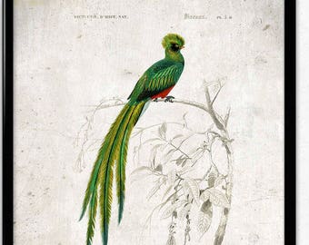 Quetzal Bird Vintage Print - Bird Poster - Bird Art - Bird Picture - Bird Illustration - Home Decor - Wall Art - Orbigny (VP1037)