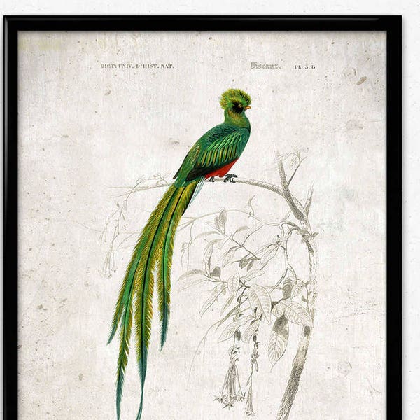 Quetzal Bird Vintage Print - Bird Poster - Bird Art - Bird Picture - Bird Illustration - Home Decor - Wall Art - Orbigny (VP1037)