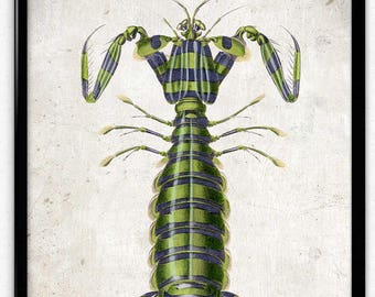 mantis shrimp etsy