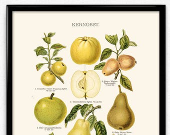 Apples and Pears Fruit Vintage Print - Apples Poster - Apples Art - Apple Picture - Pears Poster - Kitchen Decor - Fruit Art VP1036