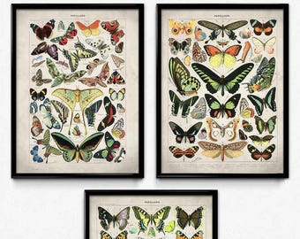 Butterfly Meadow Vintage Print Set of 3 - Butterflies Poster - Butterfly Art - Home Decor - Home Art - Kitchen - Kitchen Art - Larousse