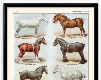 Horses Breeds Vintage Print 1 - Horses Poster - Horses Art - Horse Picture - Horses Illustration - Home Decor - Home Art - Farm Print VP1128