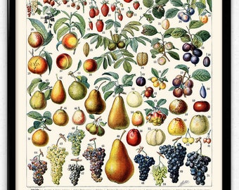 Fruit Illustration Vintage Print 2 - Fruit Poster - Fruit Art - Kitchen Decor - Kitchen Art - Home Decor - Botanical Science - Larousse
