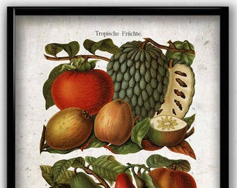 Tropical Fruit Vintage Print - Fruit Poster - Fruit Art - Fruit Picture - Home Decor - Home Art - Kitchen Art - Botanical Print