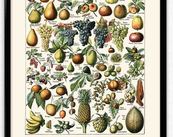 Fruit Illustration Vintage Print 3 - Fruit Poster - Fruit Art - Kitchen Decor - Kitchen Art - Home Decor - Botanical Science - Larousse