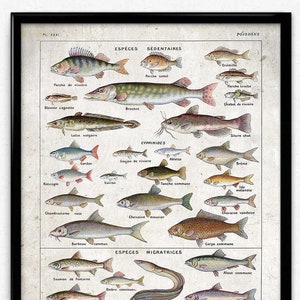 Freshwater Fish Vintage Print 5 - Fish Poster - Fish Art - Fish Picture - Poisson - Home Decor - Office Art - Office Decor - Larousse VP1158
