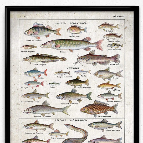 Süßwasserfisch Vintage Print 5 - Fisch Poster - Fisch Kunst - Fisch Bild - Poisson - Wohnkultur - Bürokunst - Bürodeko - Larousse VP1158