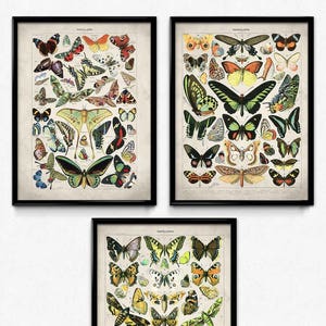 Butterfly Meadow Vintage Print Set of 3 - Butterflies Poster - Butterfly Art - Home Decor - Home Art - Kitchen - Kitchen Art - Larousse