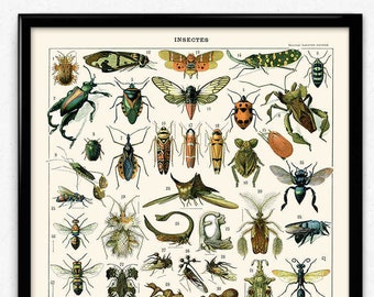 Insects Vintage Print 1 - Insects Poster - Insect Picture - Insects Art - Office Decor - Office Art - Biology Art Decor - Larousse (VP1068)