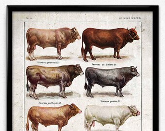 Cows Breeds Vintage Print 2 - Cow Poster - Cow Art - Cow Picture - Cow Illustration - Kitchen Decor - Kitchen Art - Farm - Larousse (VP1057)