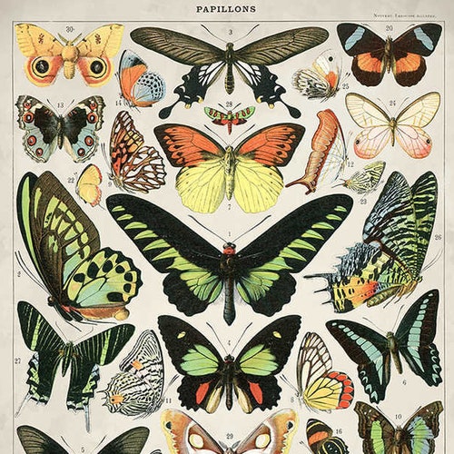 Butterflies Vintage Print 3 Butterflies Poster Butterfly - Etsy