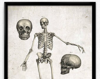 Anatomy Skeleton Vintage Print 1 - Science Picture - Front View - Skeleton Poster - Skeleton Art - Office Decor - Office Art - Doctor Decor