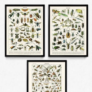 Beautiful Bugs Set of 3 - Insects Poster - Insect Picture - Insects Art - Office Decor - Office Art - Biology Art Decor - Larousse (VP1071)